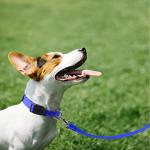 6FT Reflective Dog Leash with Padded Handle