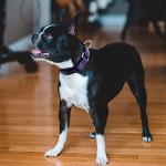 Reflective Adjustable Martingale Dog Collar, Purple