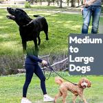 6 Ft Heavy Duty Dog Leash with Padded Handles