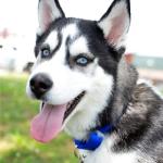 Country Brook Petz Martingale Dog Collar - 1 Inch