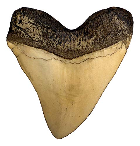 Museum Quality Ivory Megalodon Shark Tooth Replica