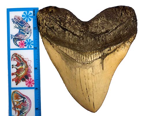 Museum Quality Ivory Megalodon Shark Tooth Replica