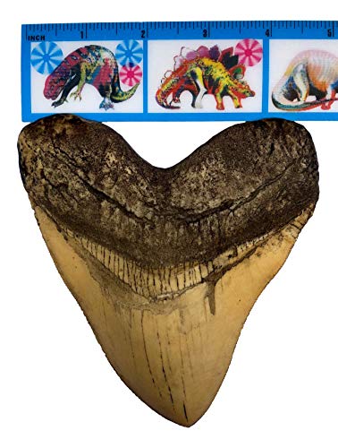 Museum Quality Ivory Megalodon Shark Tooth Replica