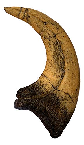 Deinonychus Raptor Claw Replica - Museum Quality