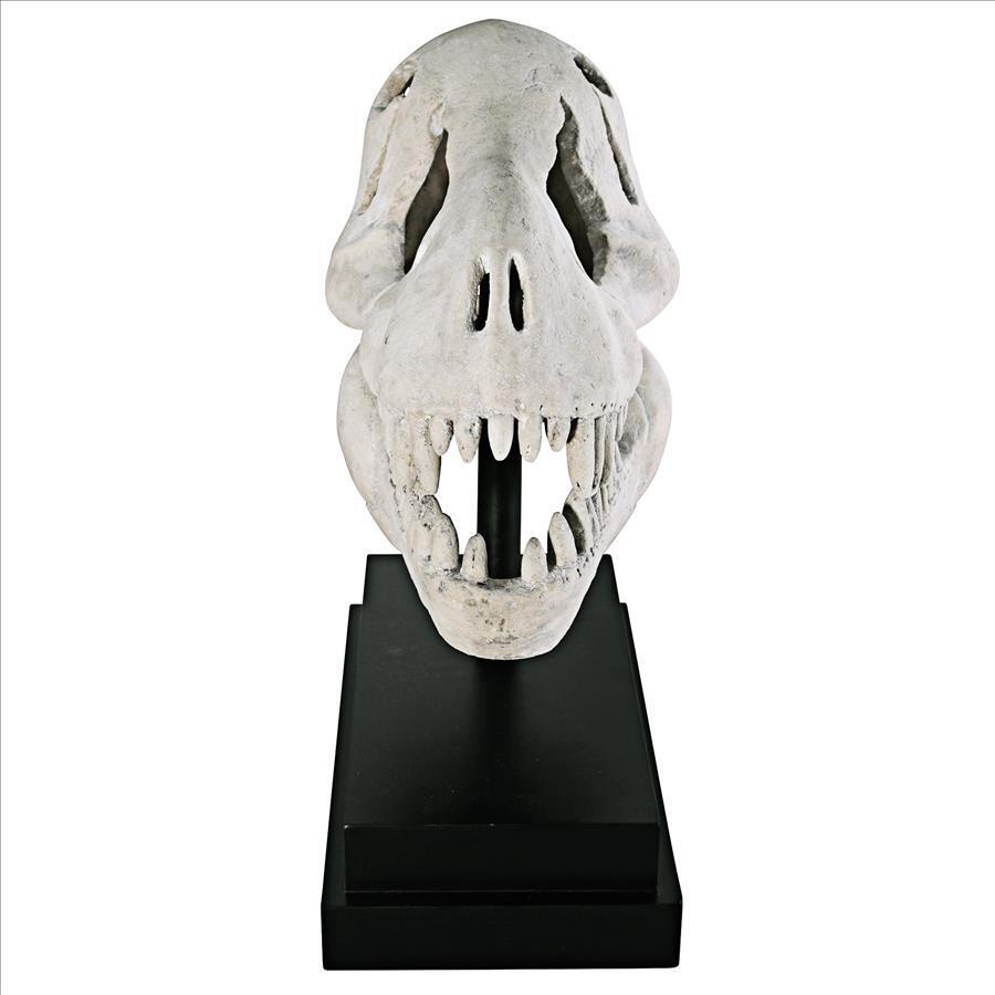 T-Rex Dinosaur Skull Replica for Display