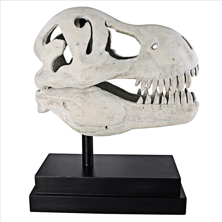 T-Rex Dinosaur Skull Replica for Display