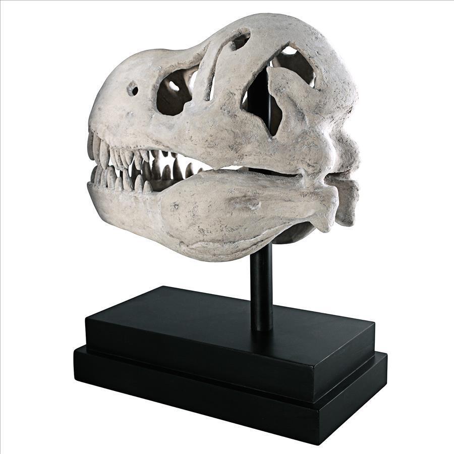 T-Rex Dinosaur Skull Replica for Display