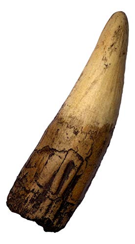 The Lobster [Blu-ray + Digital HD]