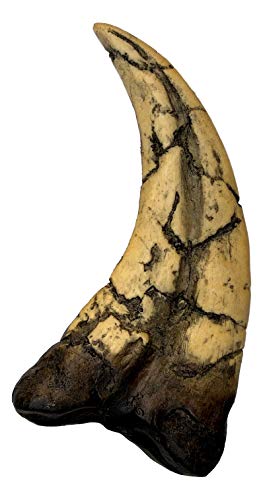 Museum-quality Utahraptor Dinosaur Claw Replica - 7