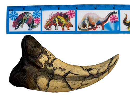 Museum-quality Utahraptor Dinosaur Claw Replica - 7