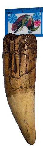 The Lobster [Blu-ray + Digital HD]