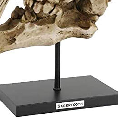Sabertooth Tiger Skull Statue with Mounting Pole