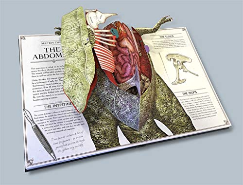 T-Rex Pop-Up Anatomy Guide Book (Hardcover)