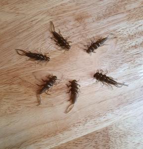 40 pack of 1.375" stonefly nymphs - choose from 10 colors - trout panfish lures