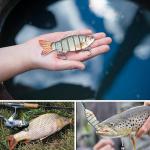 6-Segment Bass Minnow Swimbait Fishing Lures