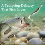 Fishing Jig Heads Set - 40 Pack with Hooks