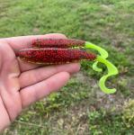 A.M. Fishing Curly Tail Jerkshad Lures - 6 Pack