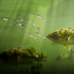 Alabama Rigs with 4 Blades for Bass Fishing