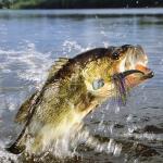 MadBite Bladed Jig Fishing Lures - 5 Color Kit