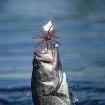 Silicone Sea Urchin Lures for Bass Fishing