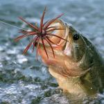 Silicone Sea Urchin Lures for Bass Fishing