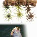 6 Soft Plastic Octopus Baits for Bass Fishing