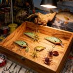 6 Soft Plastic Octopus Baits for Bass Fishing