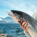 FREGITO 5-Pack Metal Fishing Spoons and Lures