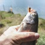 12-Piece Fishing Fly Kit for Trout and Bass