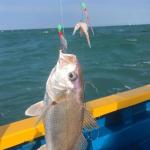 36-Piece Luminous Fishing Rigs with Sharp Hooks