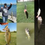 Multi-Segmented Glide Swim Bait Lures (5-Pack)