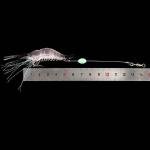 Soft Prawn Lure Set – 5 Artificial Baits