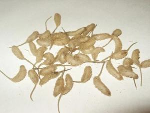 50 Mousies Ice Fishing Bait Pack