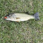 BULUSEL Bass Crankbait Fishing Lure with Triple Hooks