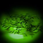 ReeMoo 12V 126 LEDs Green Underwater Fishing Light