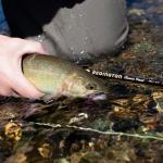 Redington Classic Trout Freshwater Fly Fishing Rod - Moderate Action 4-Piece Fly Rod - Case Included - 3WT 7'6"