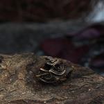 Viking Wolf Head Beads for Bracelets and Hair