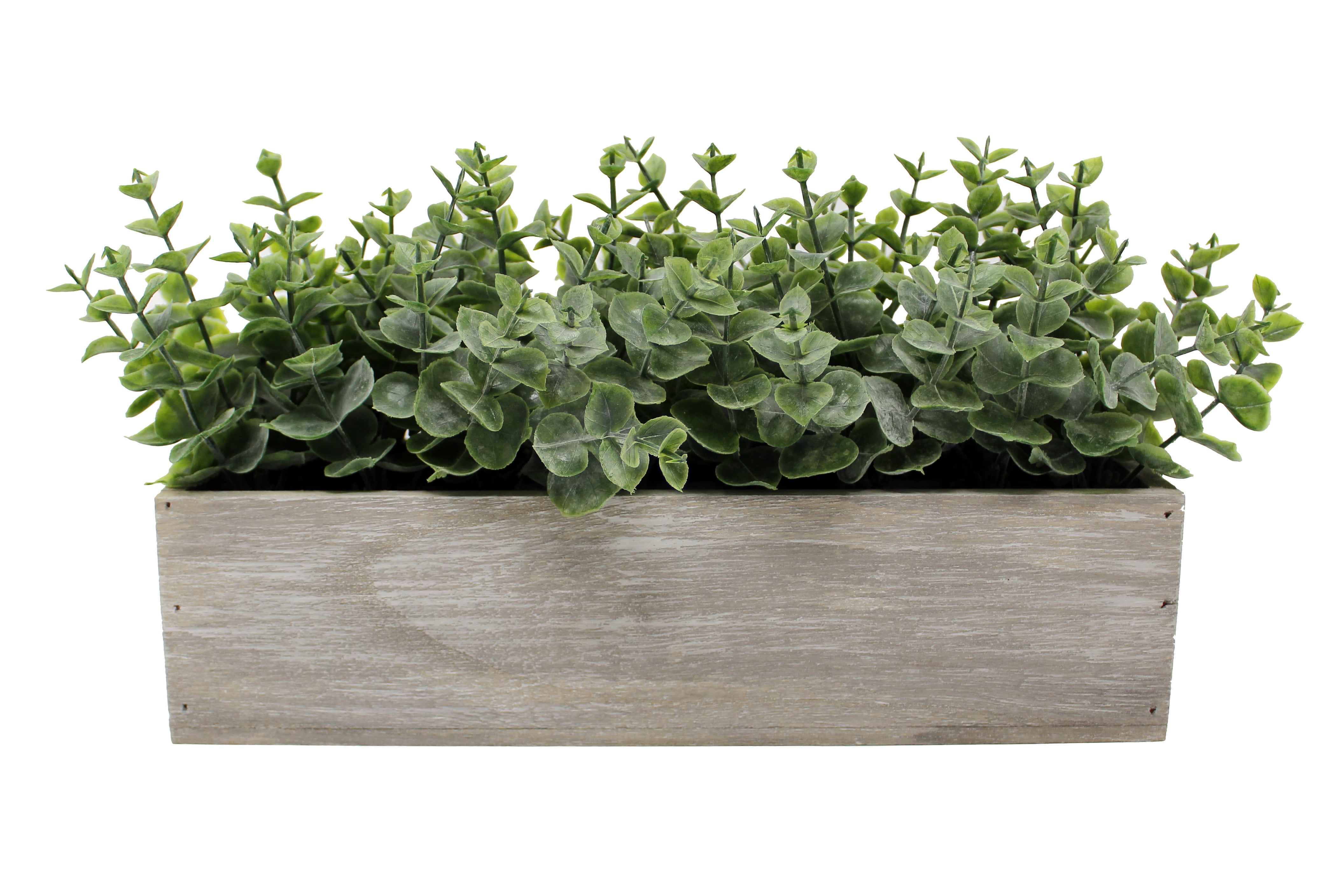 Eucalyptus Plant in Grey Wood Box - 6.8