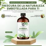 Pure Eucalyptus Essential Oil - 4oz Aromatherapy