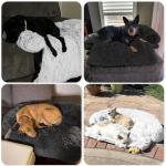 Soft Calming Dog Bed with Washable Cover