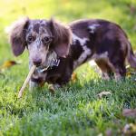 Wild Eats Salmon Collagen Dog Chew Sticks 25ct