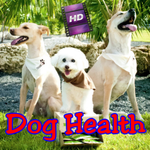 Essential Health Products for Happy Dogs