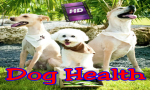 Essential Health Products for Happy Dogs