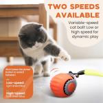 PawsomeFinds Interactive Cat Interactive Cat Toy