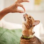 Salmon Soft Spot Cat Treats