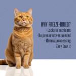 Whole Life Just One Shrimp Freeze-Dried Cat Treats