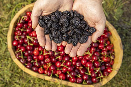 Unsweetened Sunrise Fresh Dried Sweet Cherries