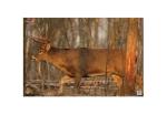 Birchwood Casey EZE-Scorer Deer Target 23x35