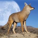 Flambeau Lone Howler Coyote Decoy - One Size