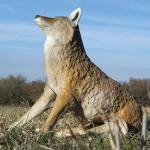 Flambeau Lone Howler Coyote Decoy - One Size